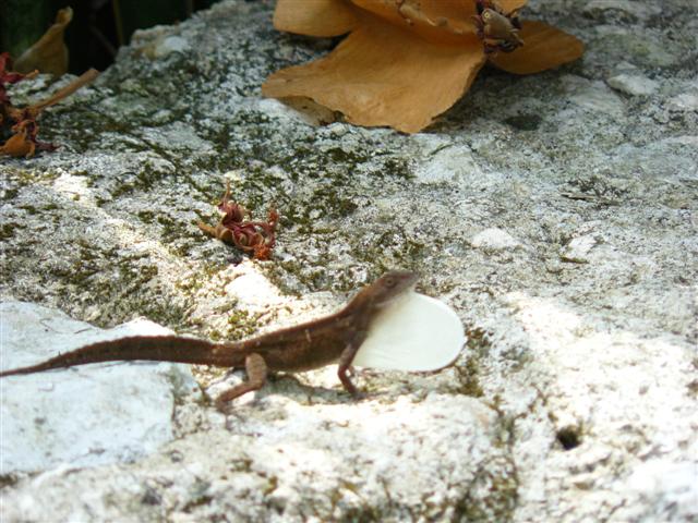 Imagen 029 (Small).jpg