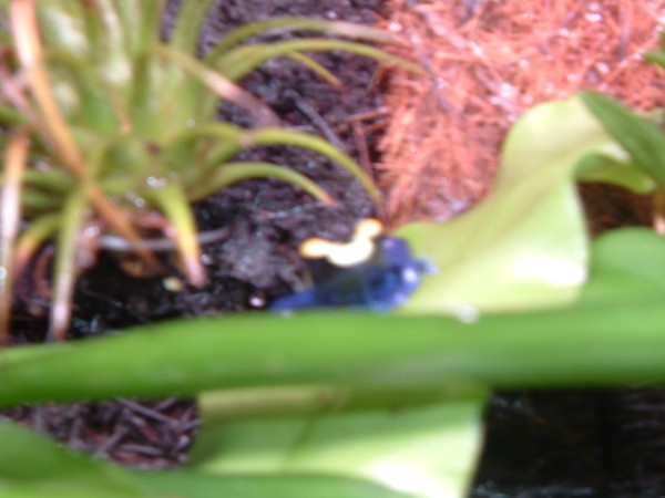 Imagen 096 (600 x 450).jpg