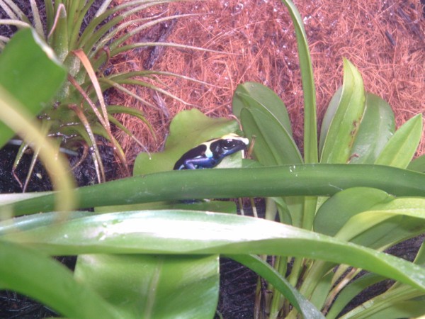 Imagen 098 (600 x 450).jpg