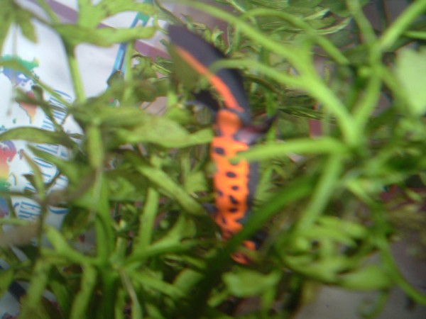 Imagen 117 (600 x 450).jpg