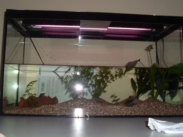 Imagen 120 (600 x 450).jpg