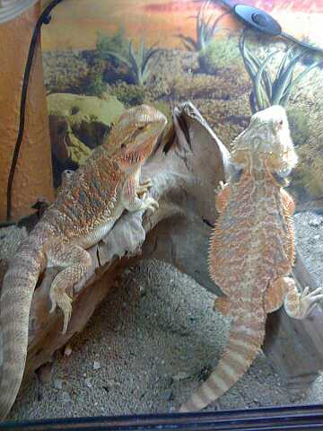 Imagen 173-reducido.jpg