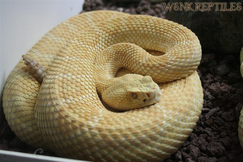 Imagen 436 (Large) copy11.jpg