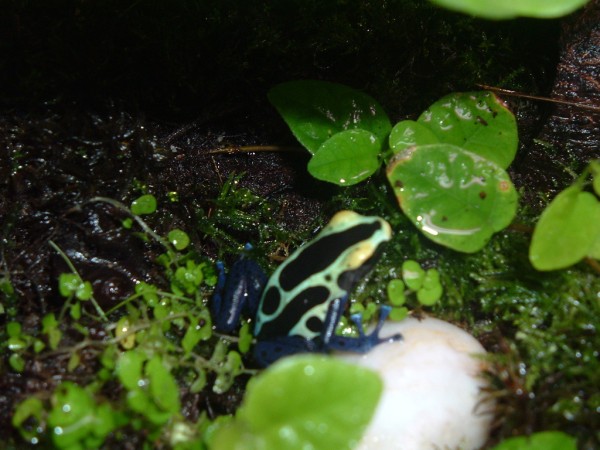 Imagen (600 x 450).jpg