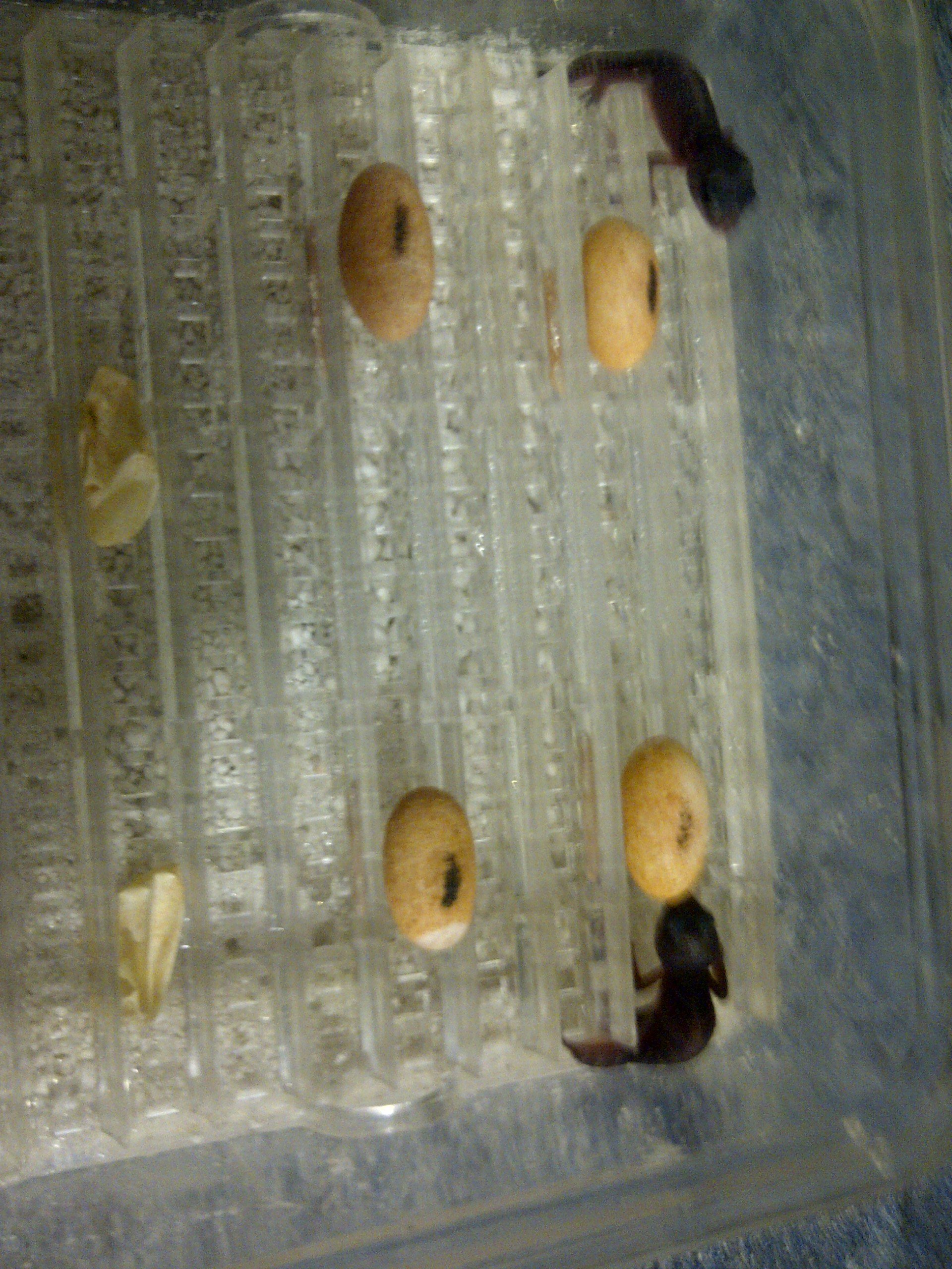 IMG-20120725-00209 (2).jpg