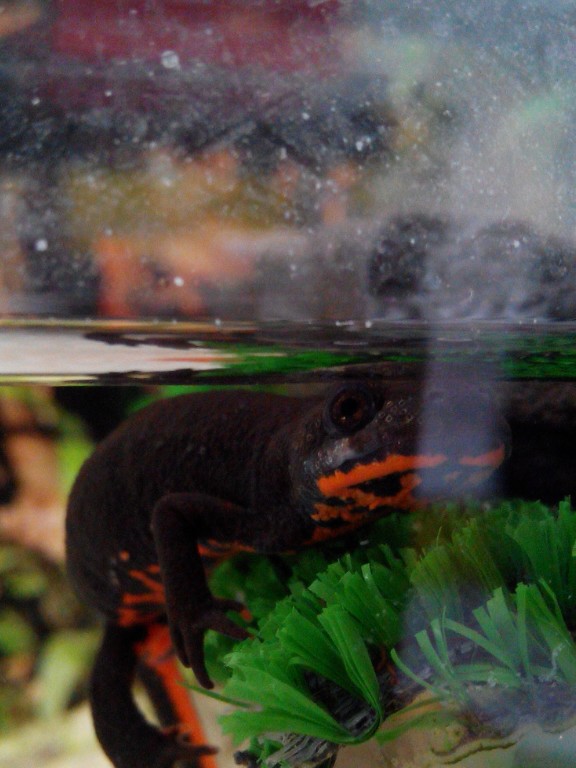 IMG 20140405 123232 1