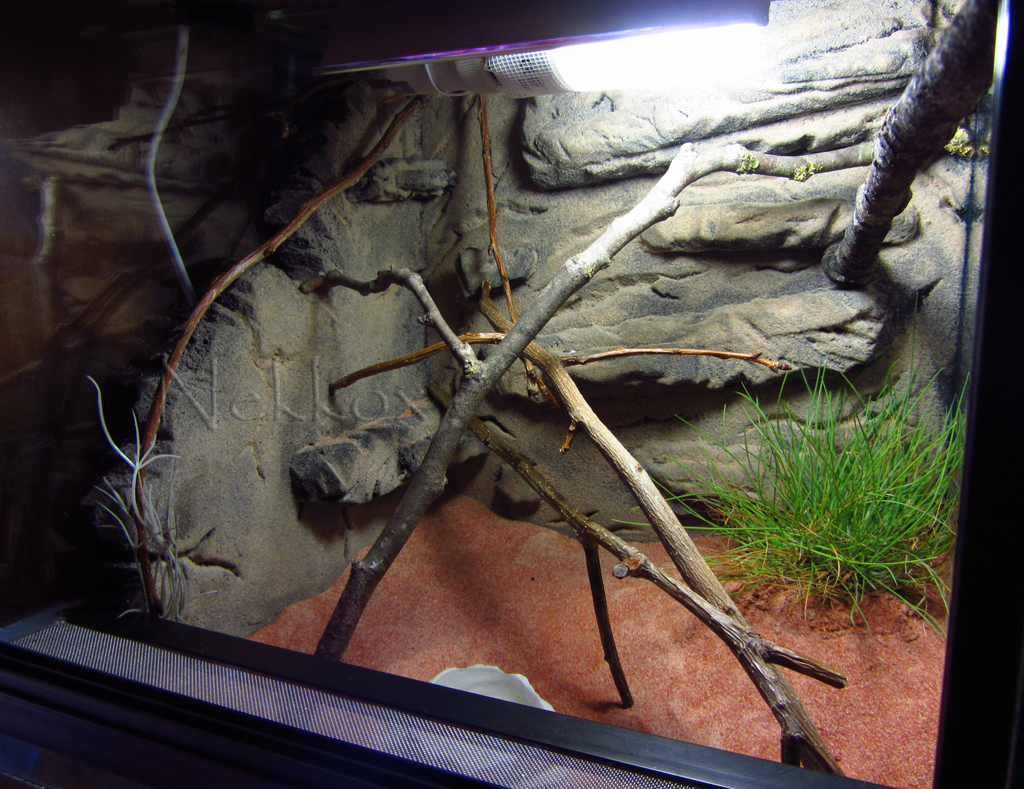 IMG 6607terrarios1