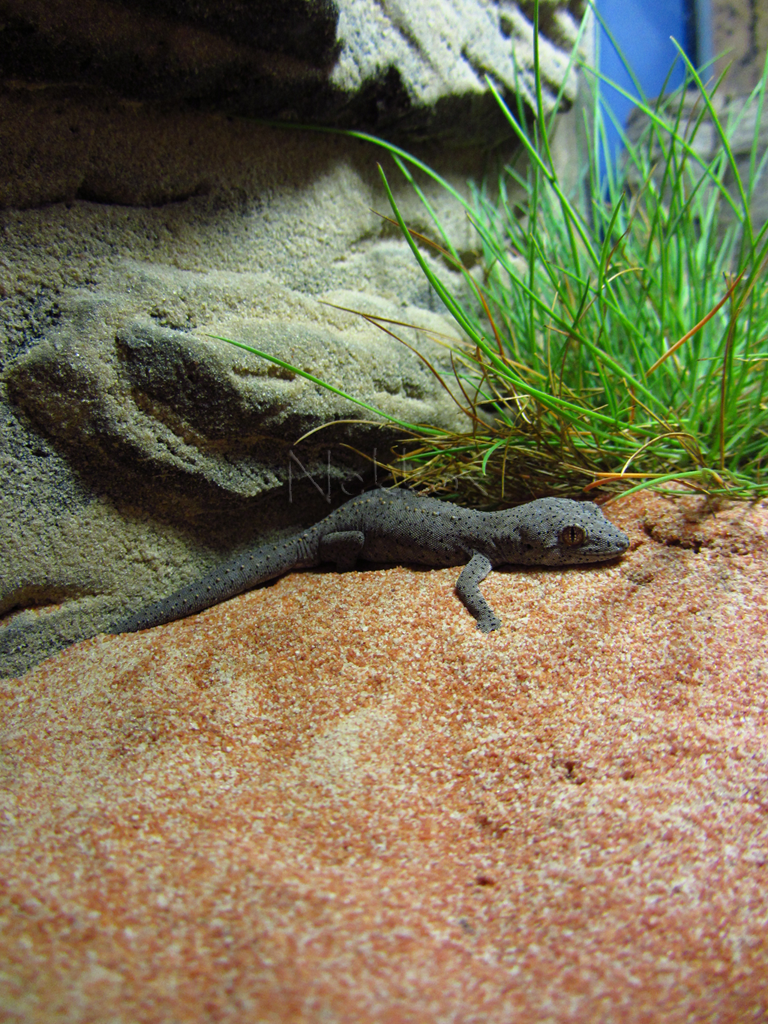 IMG 6609terrarios2