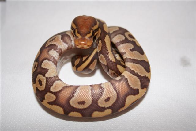 IMG_0034 (Small).JPG