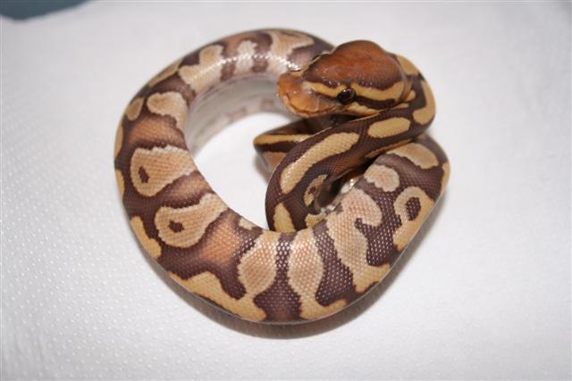 IMG_0035 (Small).JPG