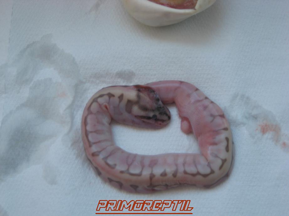 IMG_0043 - copia.JPG