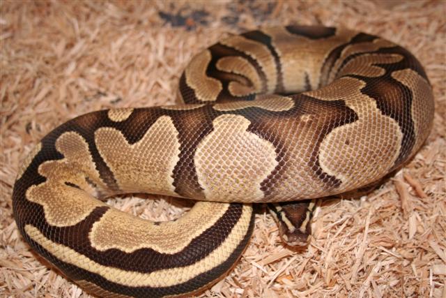 IMG_0047 (Small).JPG