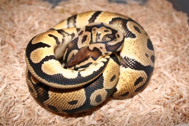 IMG_0049 (Small).JPG