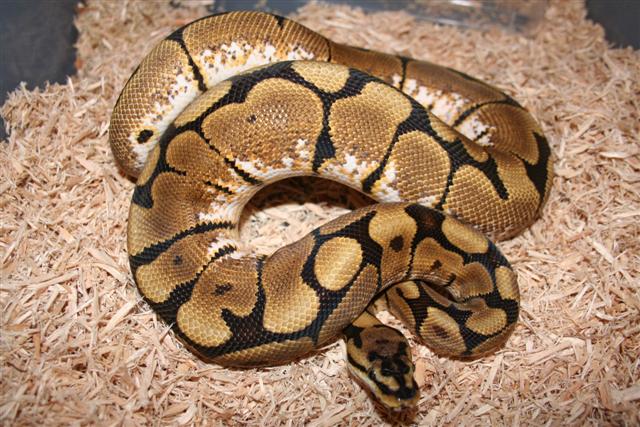 IMG_0050 (Small).JPG