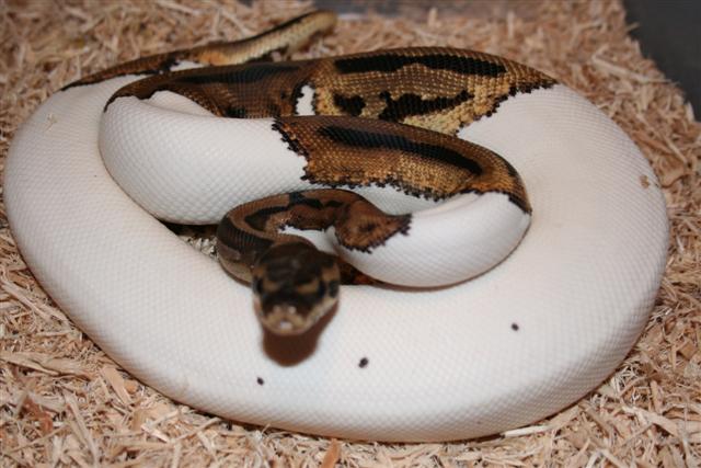 IMG_0053 (Small).JPG