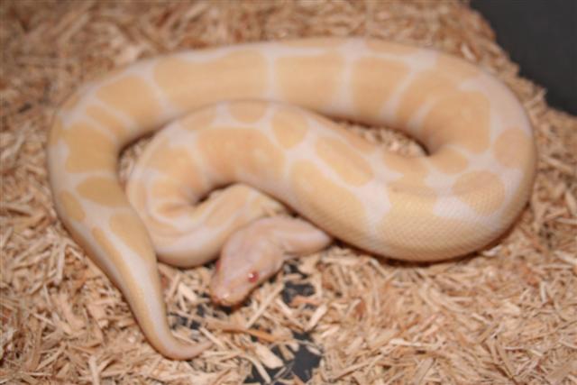 IMG_0055 (Small).JPG