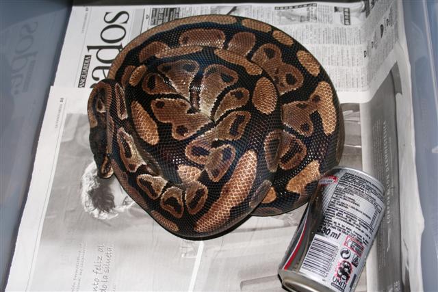 IMG_0058 (Small).JPG