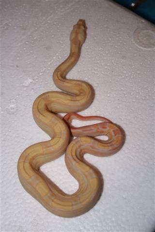 IMG_0068 (Small).JPG