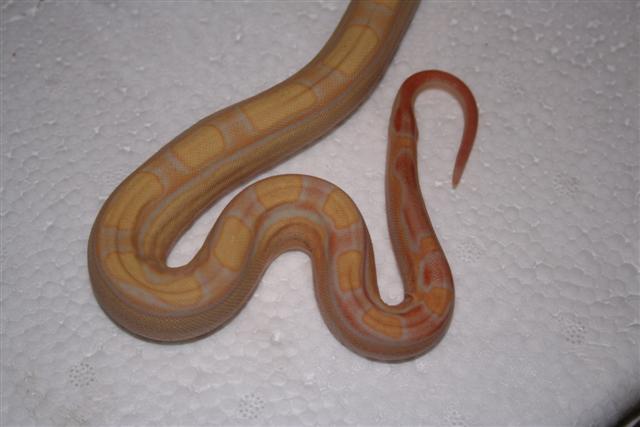 IMG_0069 (Small).JPG