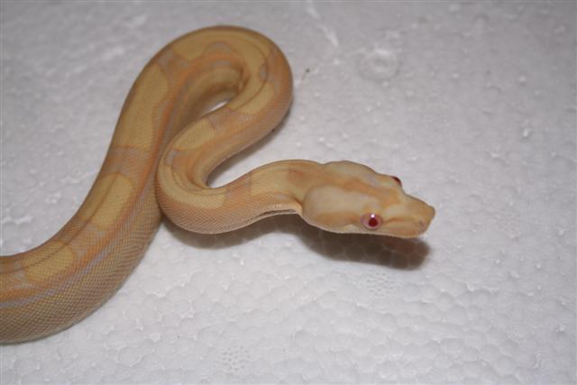 IMG_0070 (Small).JPG