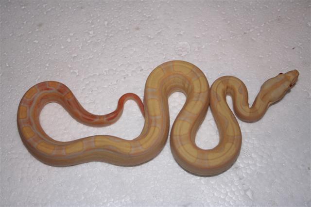 IMG_0071 (Small).JPG