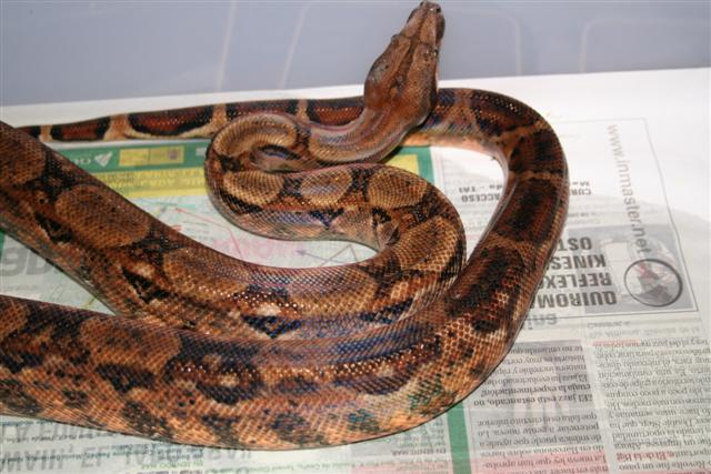 IMG_0093 (Small).JPG