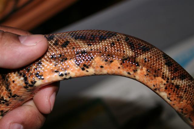 IMG_0095 (Small).JPG