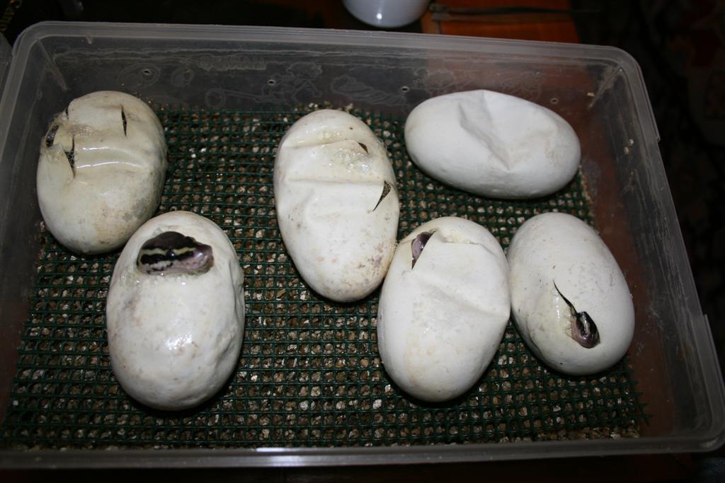 IMG_0120 (Large).jpg