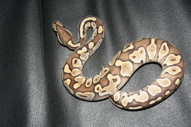 IMG_0213 (Small).JPG