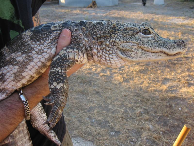 IMG_0252 (Medium).JPG