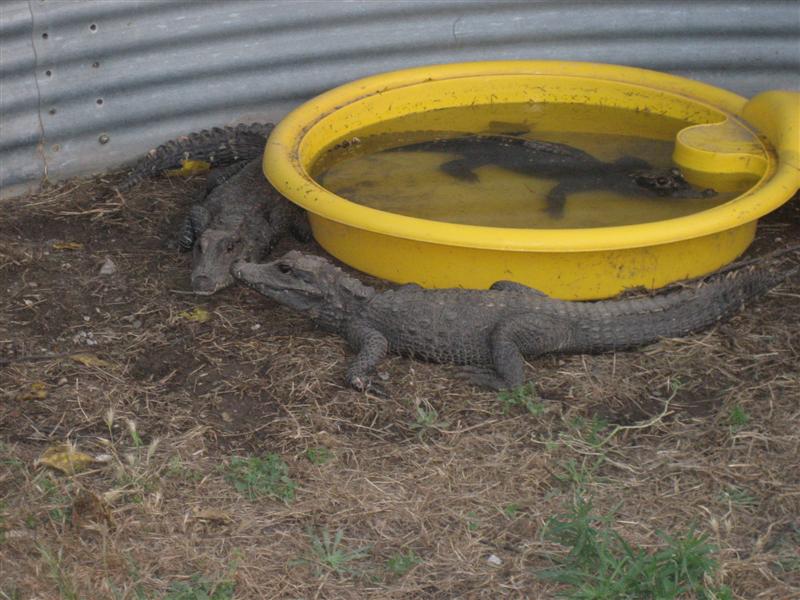 IMG_0253 (Medium).JPG