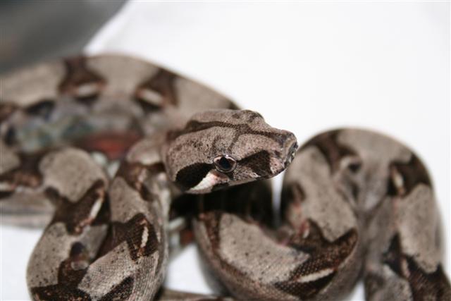 IMG_0385 (Small).JPG