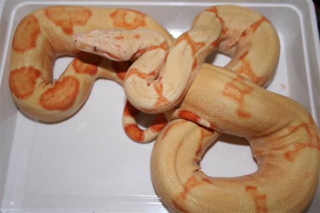 IMG_0450 (Small).JPG