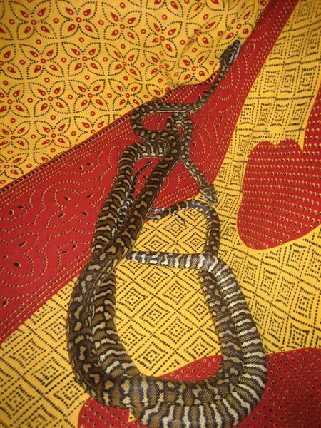 IMG_0465 (Medium).jpg