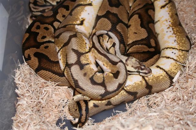 IMG_0468 (Small).JPG