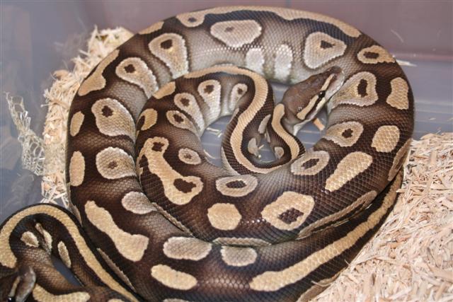 IMG_0536 (Small).JPG