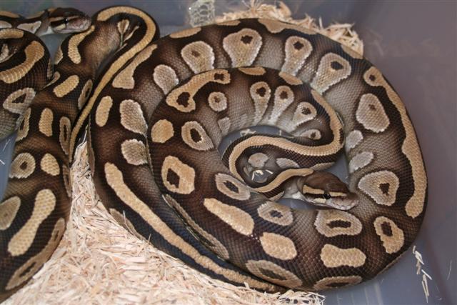 IMG_0537 (Small).JPG