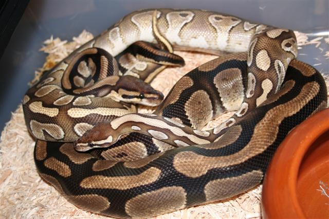 IMG_0580 (Small).JPG