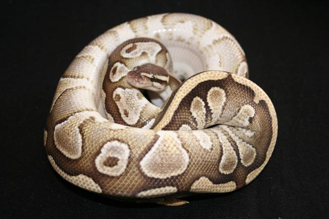 IMG_0590 (Small).JPG