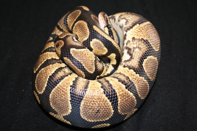 IMG_0602 (Small).JPG