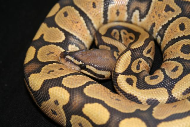 IMG_0609 (Small).JPG