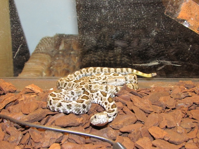 IMG_0671 (640x480).jpg