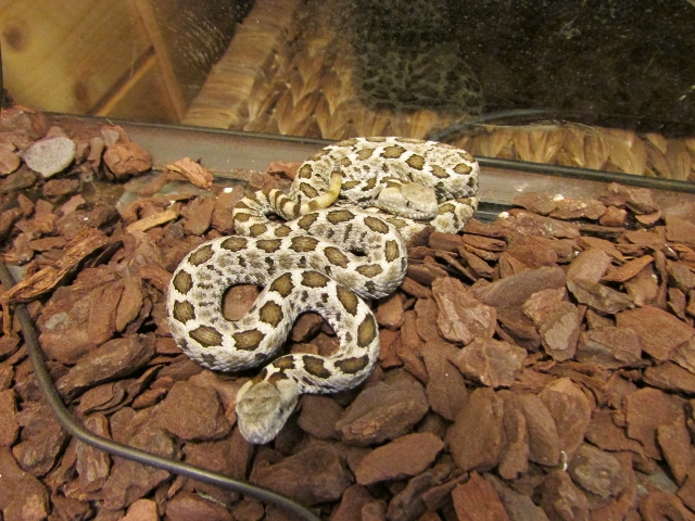 IMG_0678 (640x480).jpg