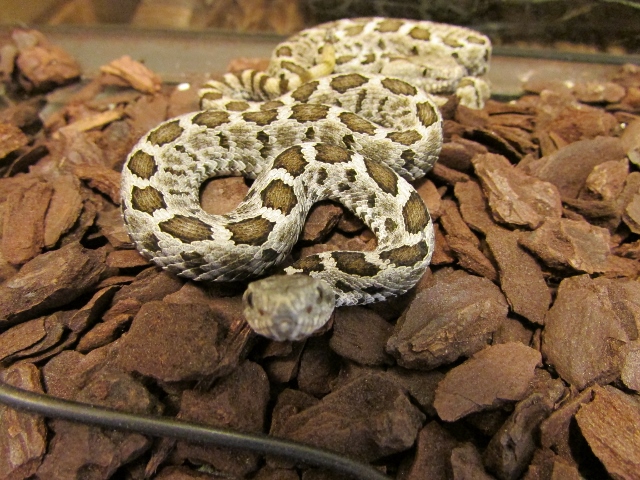 IMG_0681 (640x480).jpg