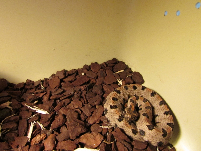 IMG_0686 (640x480).jpg