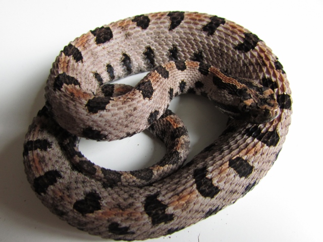 IMG_0864 (640x480) (2).jpg