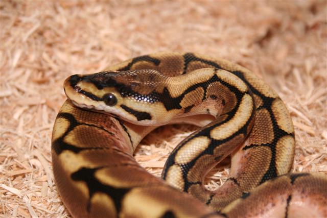 IMG_0945 (Small).JPG