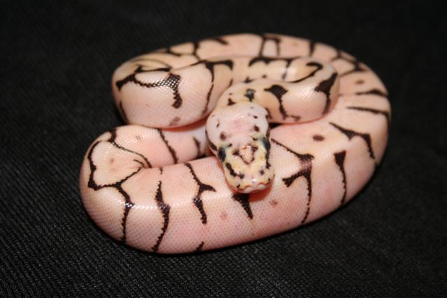 IMG_1243 (Small).JPG