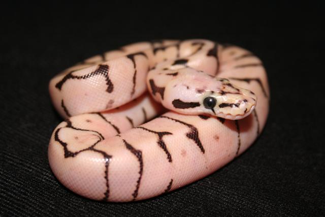 IMG_1244 (Small).JPG