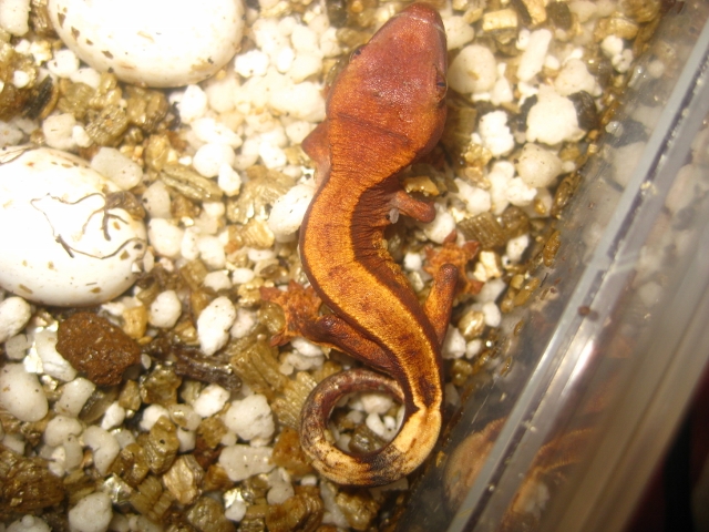 IMG_1498 (640x480).jpg